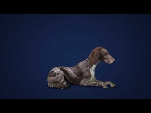 HOUND PROPERTIES Intro